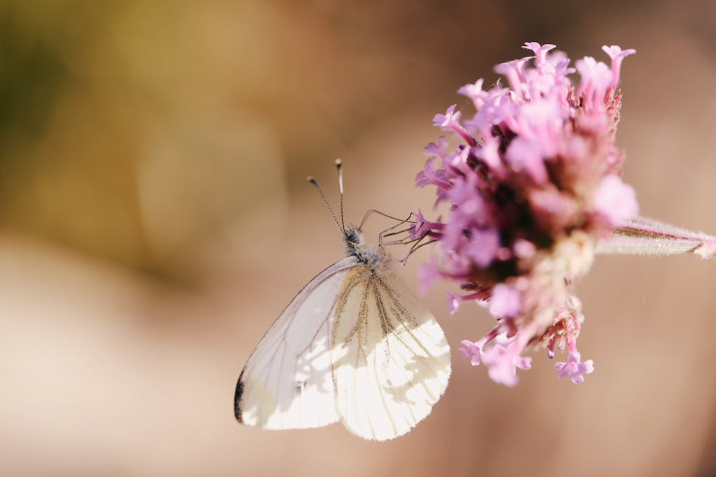 Close-up of white butterfly sipping nectar from a pink flower in a serene garden.